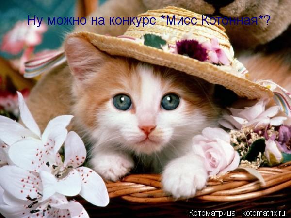 Котоматрица: Ну можно на конкурс *Мисс Котонная*?