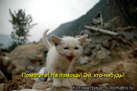 Помогите! На помощь! Эй, кто-нибудь!... Котоматрица: Помогите! На помощь! Эй, кто-нибудь!
