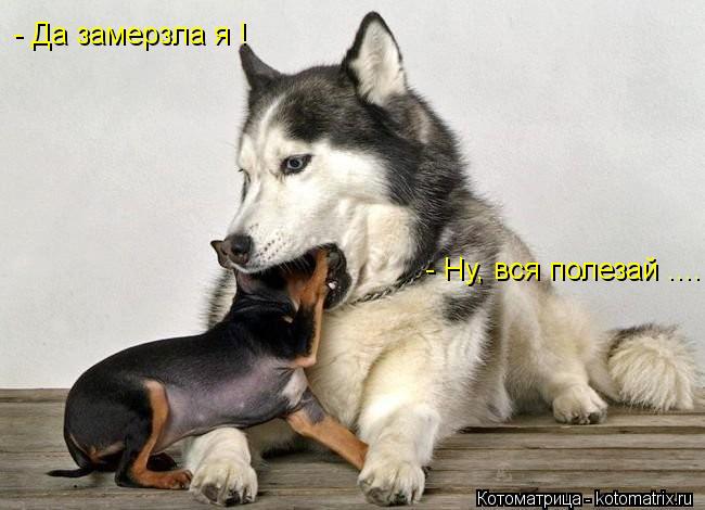 - Да замерзла я ! - Ну, вся полезай ....... Котоматрица: - Да замерзла я ! - Ну, вся полезай ....