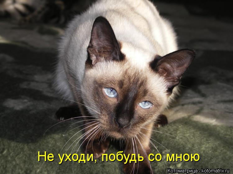 Не уходи, побудь со мною... Котоматрица: Не уходи, побудь со мною