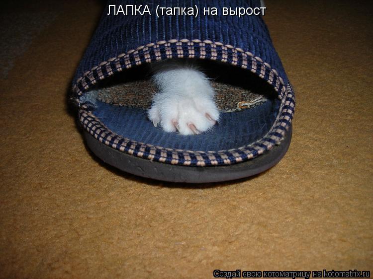 ЛАПКА (тапка) на вырост... Котоматрица: ЛАПКА (тапка) на вырост