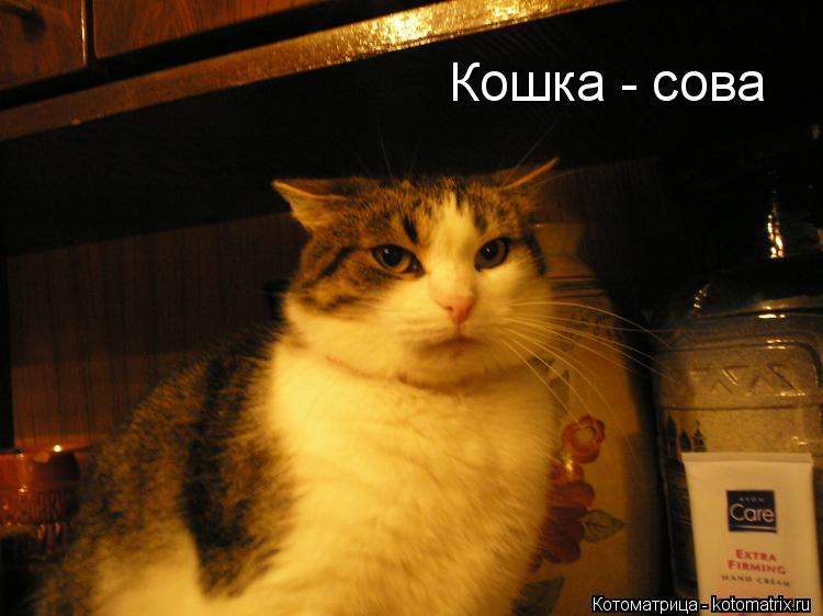 Кошка - сова... Котоматрица: Кошка - сова