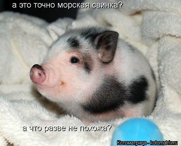а это точно морская свинка? а что разве не похожа?... Котоматрица: а это точно морская свинка? а что разве не похожа?