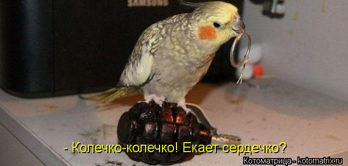 Котоматрица: - Колечко-колечко! Екает сердечко?