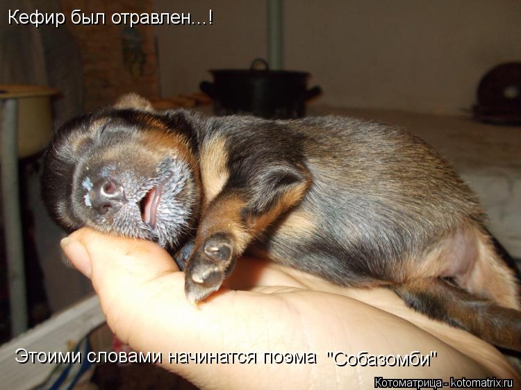 Кефир был отравлен...! Этоими словами начинатся поэма "Собазомби"... Котоматрица: Кефир был отравлен...! Этоими словами начинатся поэма "Собазомби"