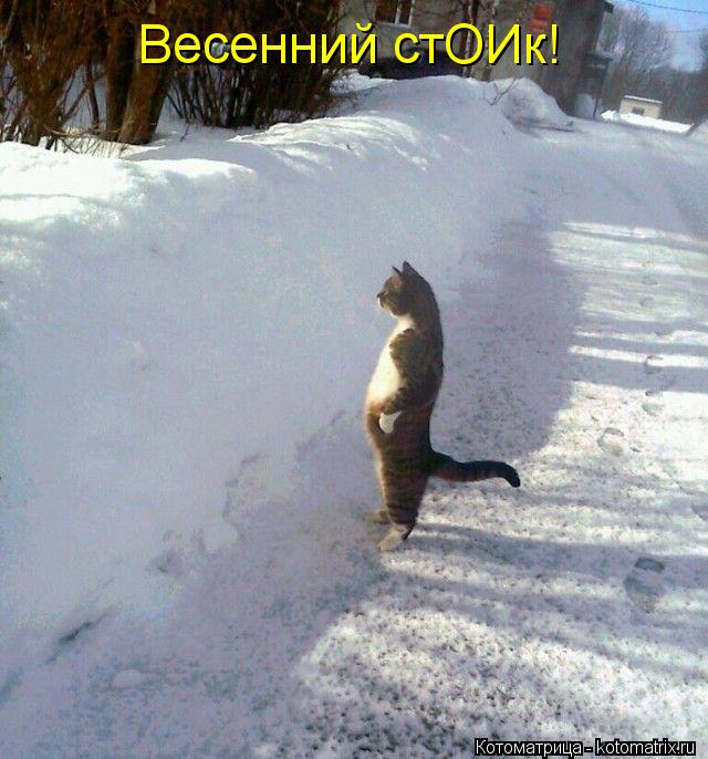 Котоматрица: Весенний стОИк!