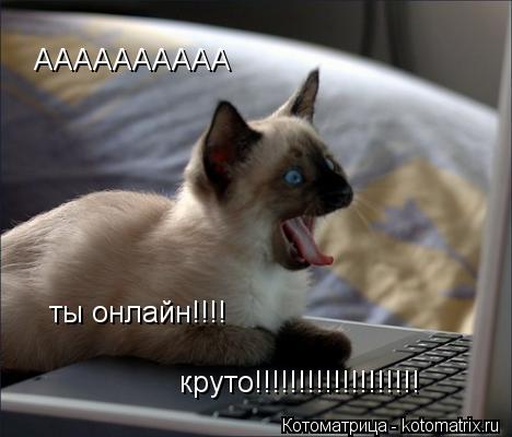 Котоматрица: АААААААААА ты онлайн!!!! круто!!!!!!!!!!!!!!!!!!!