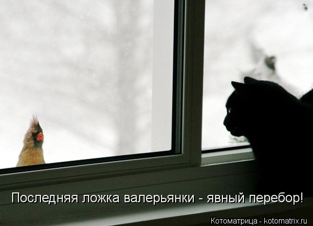 Последняя ложка валерьянки - явный перебор!... Котоматрица: Последняя ложка валерьянки - явный перебор!