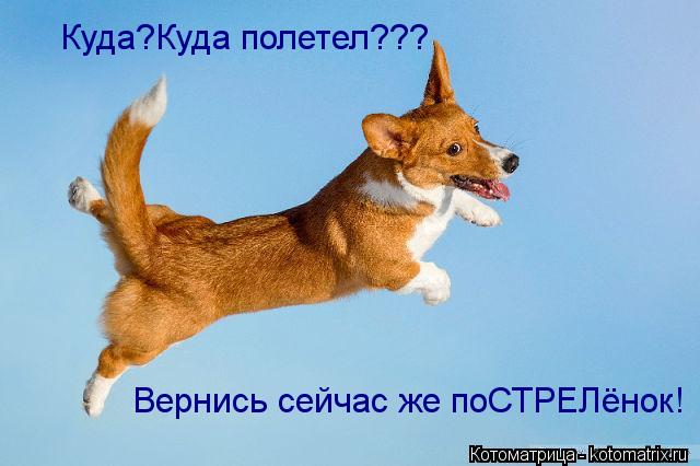 Куда?Куда полетел??? Вернись сейчас же поСТРЕЛёнок!... Котоматрица: Куда?Куда полетел??? Вернись сейчас же поСТРЕЛёнок!