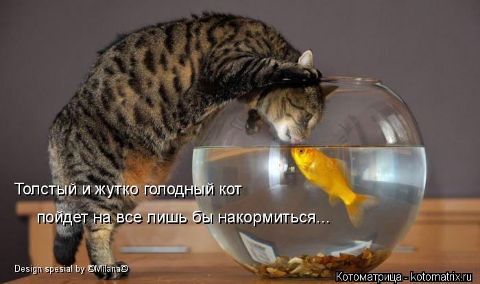 Толстый и жутко голодный кот пойдет на все лишь бы накормиться... Design spesial by ©Milana©... Котоматрица: Толстый и жутко голодный кот пойдет на все лишь бы накормиться... Design spesial by ©Milana©