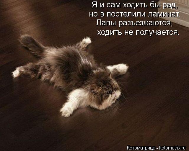Я и сам ходить бы рад, но в постелили ламинат. Лапы разъезжаются, ходить не получается.... Котоматрица: Я и сам ходить бы рад, но в постелили ламинат. Лапы разъезжаются, ходить не получается.