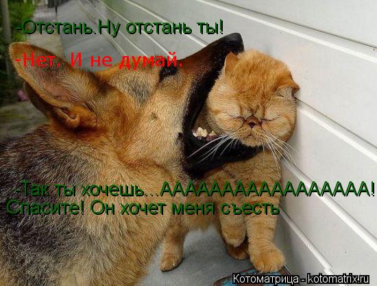 Котоматрица: -Нет. И не думай. -Отстань.Ну отстань ты!  -Так ты хочешь...ААААААААААААААААА!!! Спасите! Он хочет меня съесть Спасите! Он хочет меня съесть