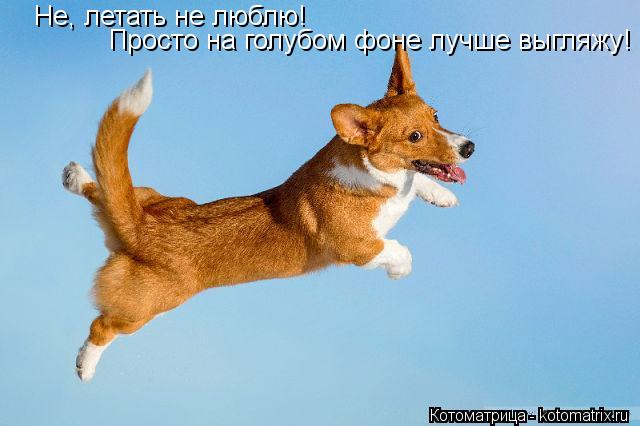 Не, летать не люблю! Просто на голубом фоне лучше выгляжу!... Котоматрица: Не, летать не люблю! Просто на голубом фоне лучше выгляжу!