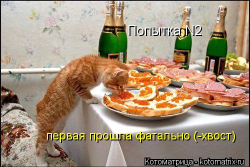 Котоматрица: Попытка N2 первая прошла фатально (-хвост)