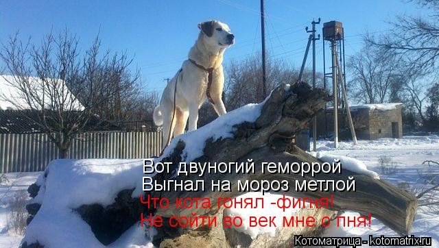 Вот двуногий геморрой Выгнал на мороз метлой Что кота гонял -фигня! Не сойти во век мне с пня!... Котоматрица: Вот двуногий геморрой Выгнал на мороз метлой Что кота гонял -фигня! Не сойти во век мне с пня!