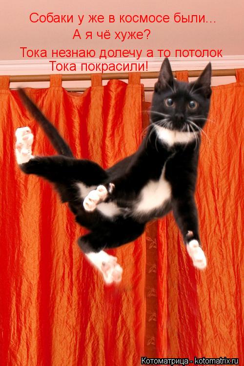 Котоматрица: Собаки у же в космосе были... А я чё хуже? Тока незнаю долечу а то потолок  Тока покрасили!