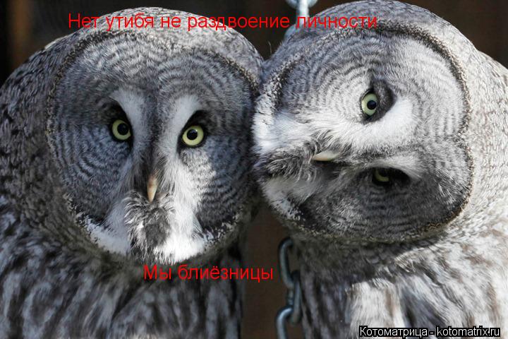 Котоматрица: Нет утибя не раздвоение личности Мы блиёзницы