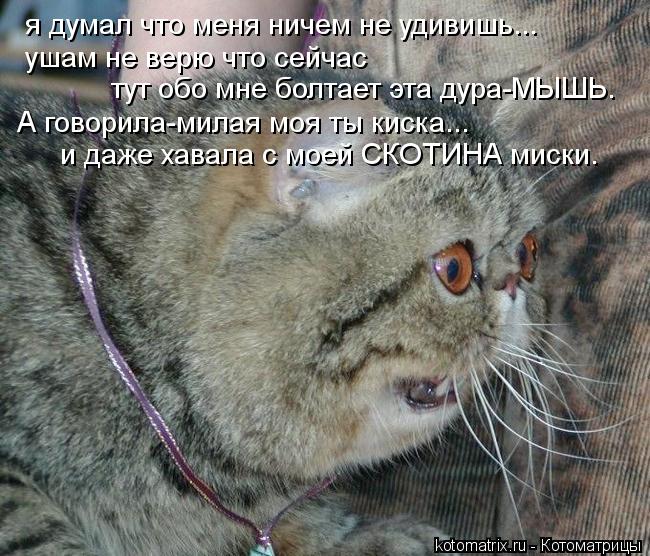 я думал что меня ничем не удивишь... ушам не верю что сейчас тут обо мне болтает эта дура-МЫШЬ. А гов... Котоматрица: я думал что меня ничем не удивишь... ушам не верю что сейчас тут обо мне болтает эта дура-МЫШЬ. А говорила-милая моя ты киска... и даже хавала с