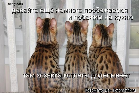 давайте ещё немного пообежаемся и побежим на кухню и побежим на кухню там хозяйка котлеты доделывее... Котоматрица: давайте ещё немного пообежаемся и побежим на кухню и побежим на кухню там хозяйка котлеты доделывеет