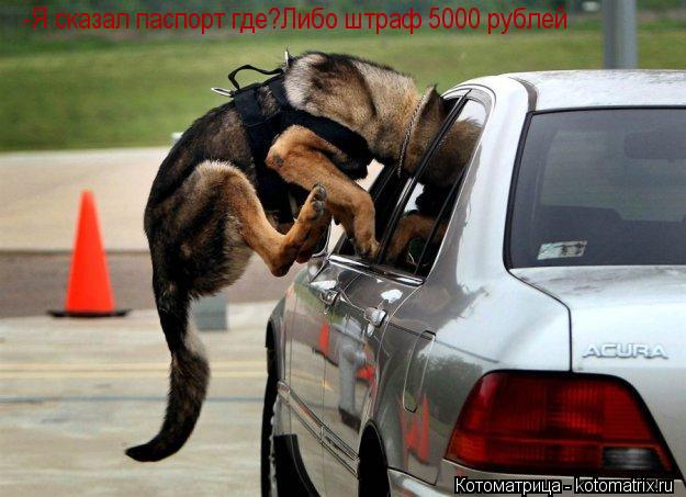-Я сказал паспорт где?Либо штраф 5000 рублей... Котоматрица: -Я сказал паспорт где?Либо штраф 5000 рублей