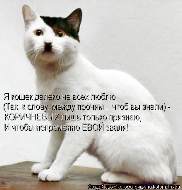 Котоматрица: Я кошек далеко не всех люблю (Так, к слову, между прочим... чтоб вы знали) - КОРИЧНЕВЫХ лишь только признаю, И чтобы непременно ЕВОЙ звали!