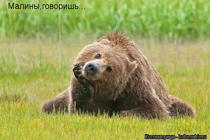 Малины,говоришь...... Котоматрица: Малины,говоришь...