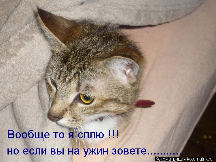 Котоматрица: но если вы на ужин зовете........... Вообще то я сплю !!!