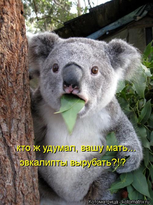кто ж удумал, вашу мать... эвкалипты вырубать?!?... Котоматрица: кто ж удумал, вашу мать... эвкалипты вырубать?!?