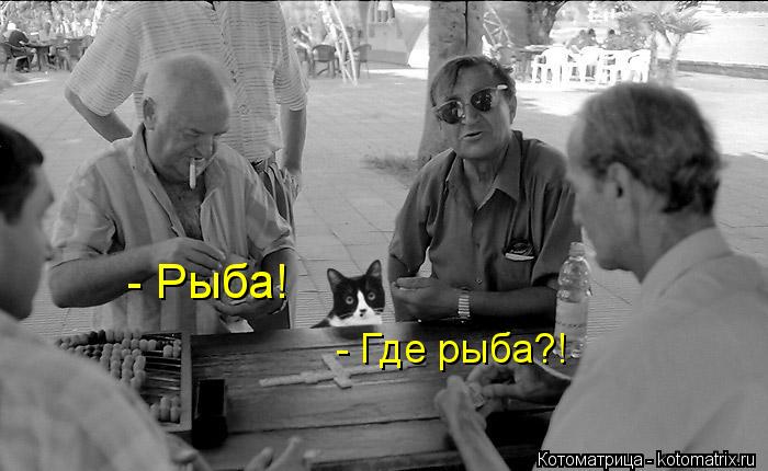 - Рыба! - Где рыба?!... Котоматрица: - Рыба! - Где рыба?!