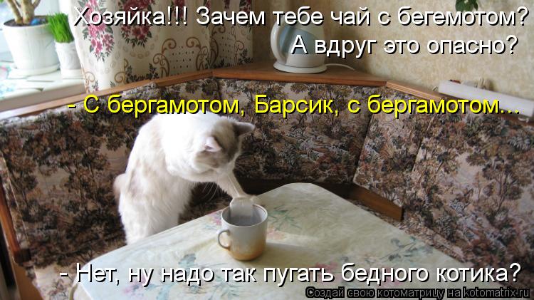 Хозяйка!!! Зачем тебе чай с бегемотом? А вдруг это опасно? - С бергамотом, Барсик, с бергамотом... -... Котоматрица: Хозяйка!!! Зачем тебе чай с бегемотом? А вдруг это опасно? - С бергамотом, Барсик, с бергамотом... - Нет, ну надо так пугать бедного котика?