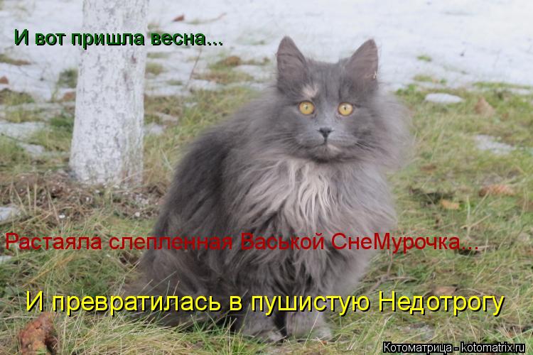 Котоматрица: И вот пришла весна... Растаяла слепленная Васькой СнеМурочка... И превратилась в пушистую Недотрогу