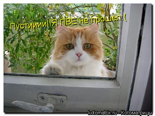 Котоматрица: Пустииии!!Я ПВЕ не прошел:(