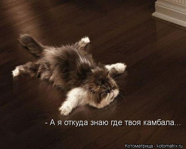 - А я откуда знаю где твоя камбала...... Котоматрица: - А я откуда знаю где твоя камбала...
