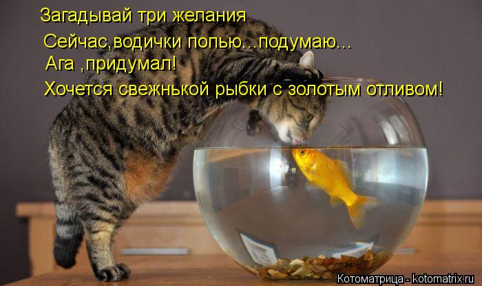 Загадывай три желания Сейчас,водички попью...подумаю... Ага ,придумал! Хочется свежнькой рыбки с золо... Котоматрица: Загадывай три желания Сейчас,водички попью...подумаю... Ага ,придумал! Хочется свежнькой рыбки с золотым отливом!