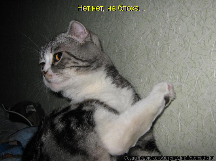 Котоматрица: Нет,нет, не блоха...