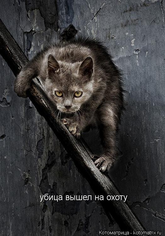 Котоматрица: убица вышел на охоту