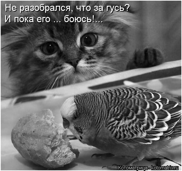 Котоматрица: Не разобрался, что за гусь? И пока его ... боюсь!...