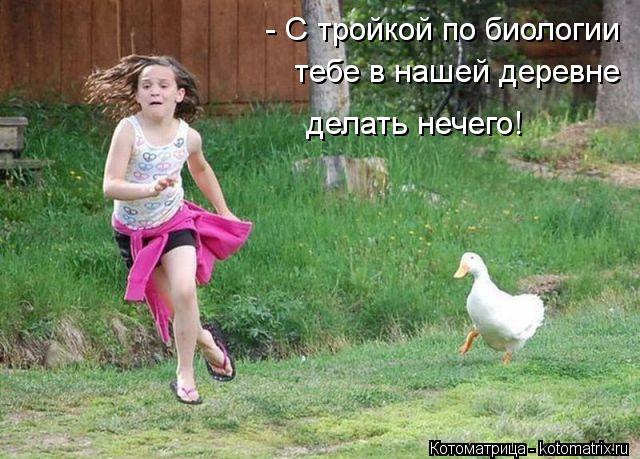 Котоматрица: - С тройкой по биологии  тебе в нашей деревне делать нечего!