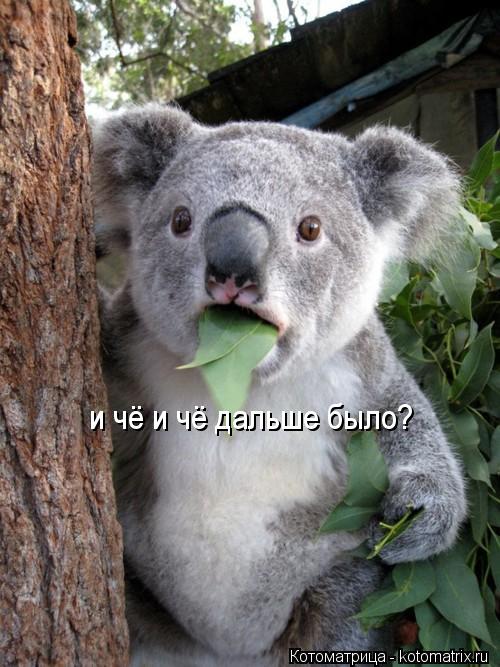 и чё и чё дальше было?... Котоматрица: и чё и чё дальше было?