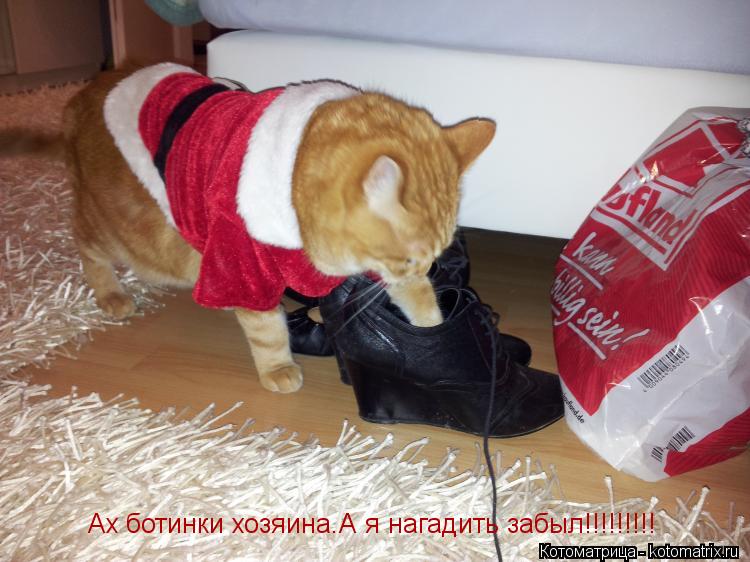 Ах ботинки хозяина.А я нагадить забыл!!!!!!!!!... Котоматрица: Ах ботинки хозяина.А я нагадить забыл!!!!!!!!!