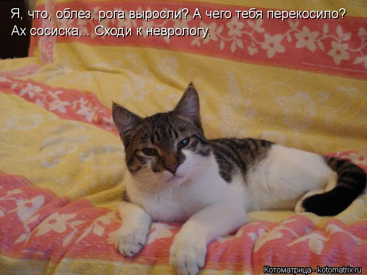 Я, что, облез, рога выросли? А чего тебя перекосило? Ах сосиска... Сходи к неврологу.... Котоматрица: Я, что, облез, рога выросли? А чего тебя перекосило? Ах сосиска... Сходи к неврологу.