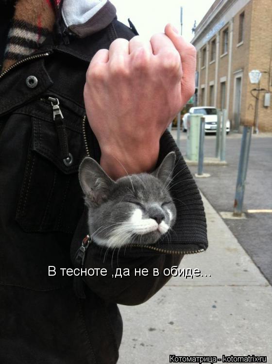 В тесноте ,да не в обиде...... Котоматрица: В тесноте ,да не в обиде...