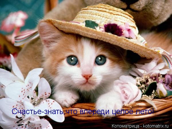 Счастье-знать,что впереди целое лето!... Котоматрица: Счастье-знать,что впереди целое лето!