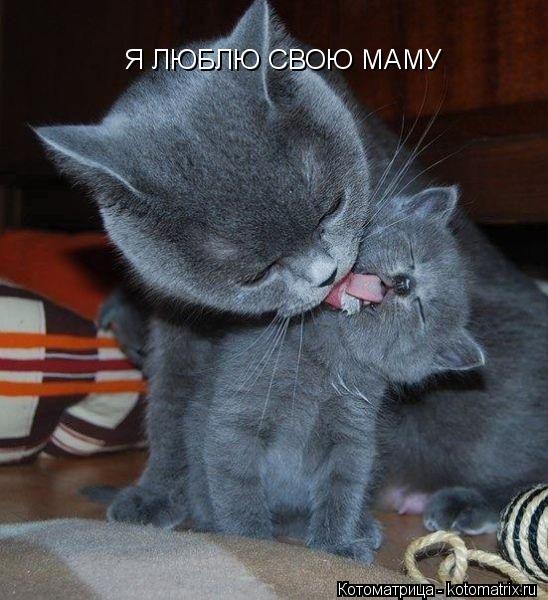 Я ЛЮБЛЮ СВОЮ МАМУ Я ЛЮБЛЮ СВОЮ МАМУ Я ЛЮБЛЮ СВОЮ МАМУ... Котоматрица: Я ЛЮБЛЮ СВОЮ МАМУ Я ЛЮБЛЮ СВОЮ МАМУ Я ЛЮБЛЮ СВОЮ МАМУ