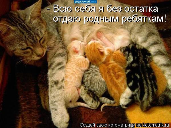отдаю родным ребяткам! - Всю себя я без остатка... Котоматрица: отдаю родным ребяткам! - Всю себя я без остатка