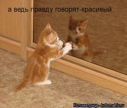 а ведь правду говорят-красивый... Котоматрица: а ведь правду говорят-красивый