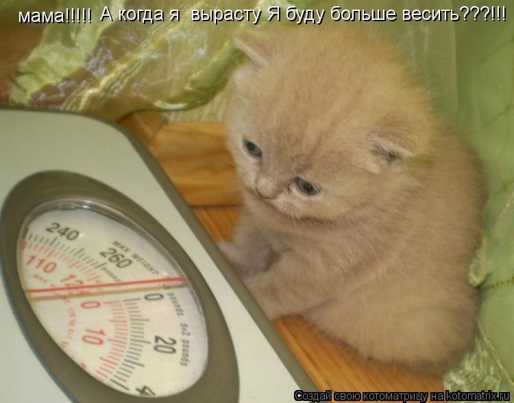 мама!!!!! А когда я вырасту Я буду больше весить???!!!... Котоматрица: мама!!!!! А когда я вырасту Я буду больше весить???!!!