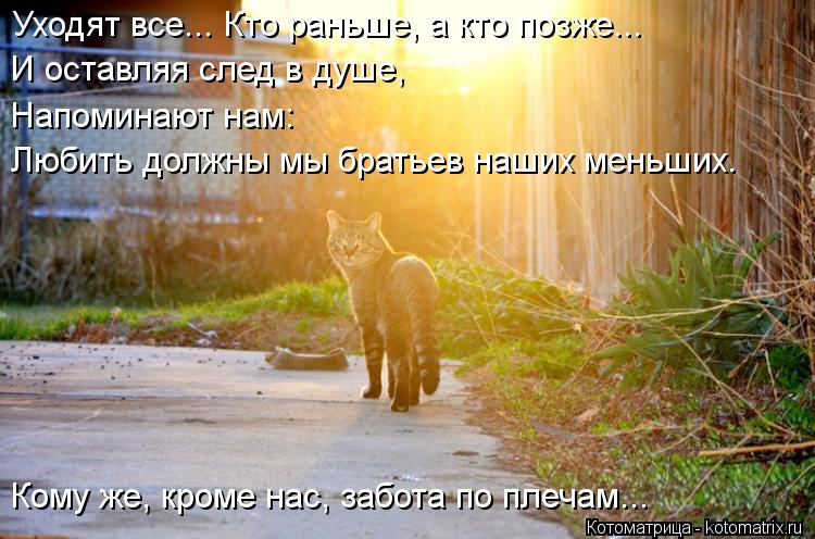 Уходят все... Кто раньше, а кто позже... И оставляя след в душе, Напоминают нам: Любить должны мы бра... Котоматрица: Уходят все... Кто раньше, а кто позже... И оставляя след в душе, Напоминают нам: Любить должны мы братьев наших меньших. Кому же, кроме нас, забо