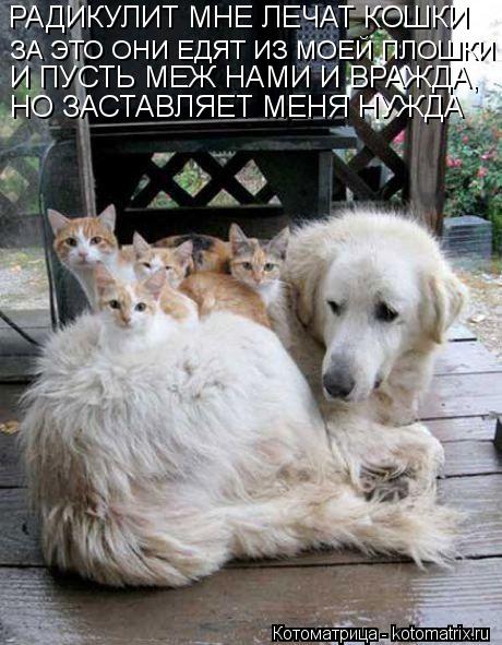 РАДИКУЛИТ МНЕ ЛЕЧАТ КОШКИ ЗА ЭТО ОНИ ЕДЯТ ИЗ МОЕЙ ПЛОШКИ НО ЗАСТАВЛЯЕТ МЕНЯ НУЖДА И ПУСТЬ МЕЖ НАМИ И ... Котоматрица: РАДИКУЛИТ МНЕ ЛЕЧАТ КОШКИ ЗА ЭТО ОНИ ЕДЯТ ИЗ МОЕЙ ПЛОШКИ НО ЗАСТАВЛЯЕТ МЕНЯ НУЖДА И ПУСТЬ МЕЖ НАМИ И ВРАЖДА,