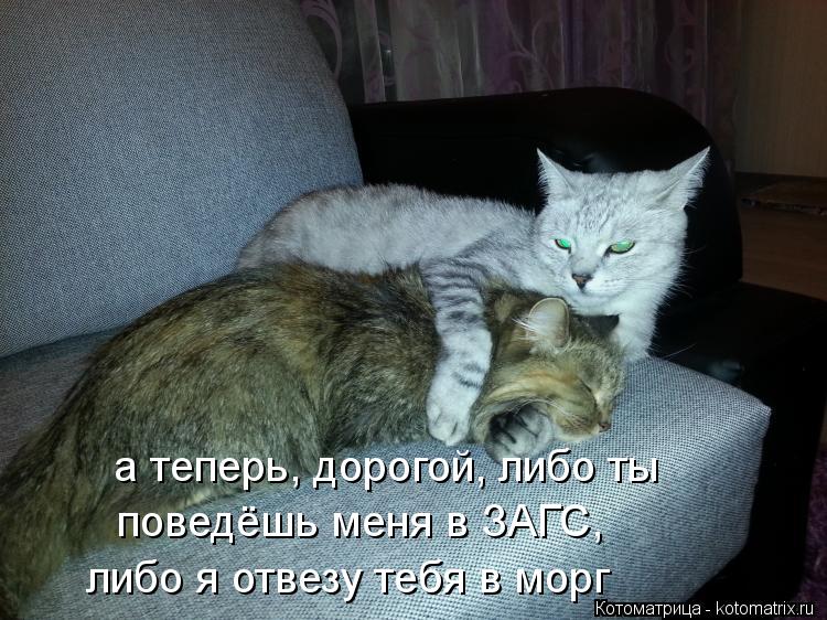 Котоматрица: а теперь, дорогой, либо ты  поведёшь меня в ЗАГС, либо я отвезу тебя в морг